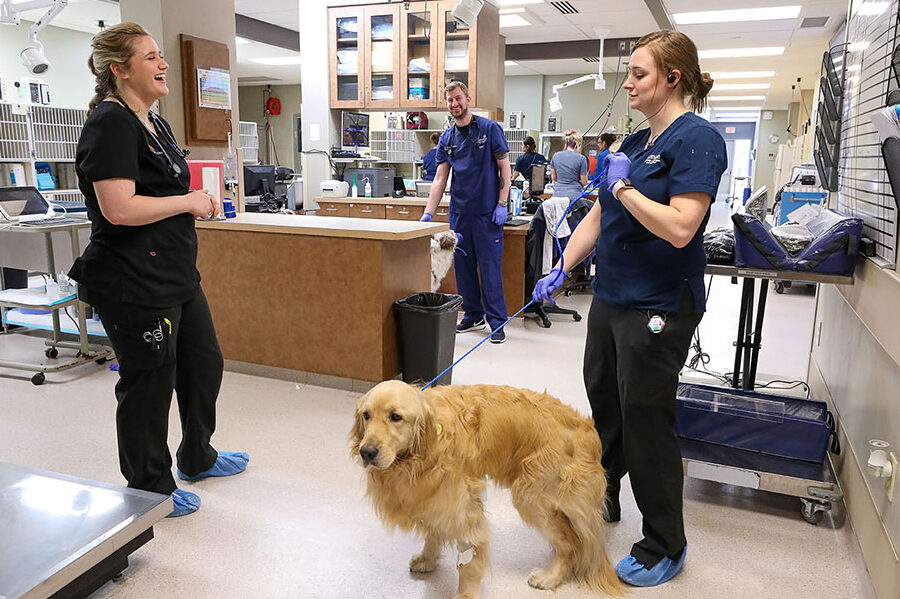 All About Certificate III in Animal Care Services: Requirements & Benefits
