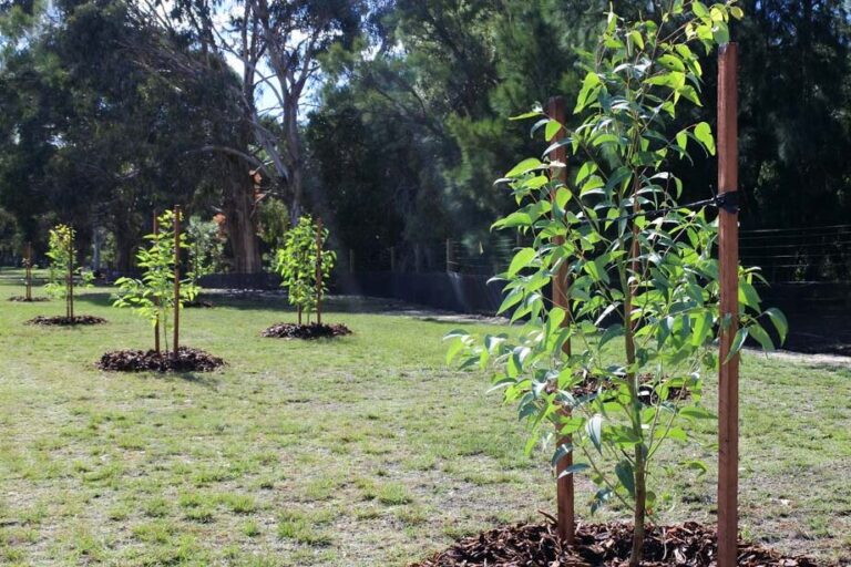 All About Certificate III in Arboriculture: Training & Career Scope