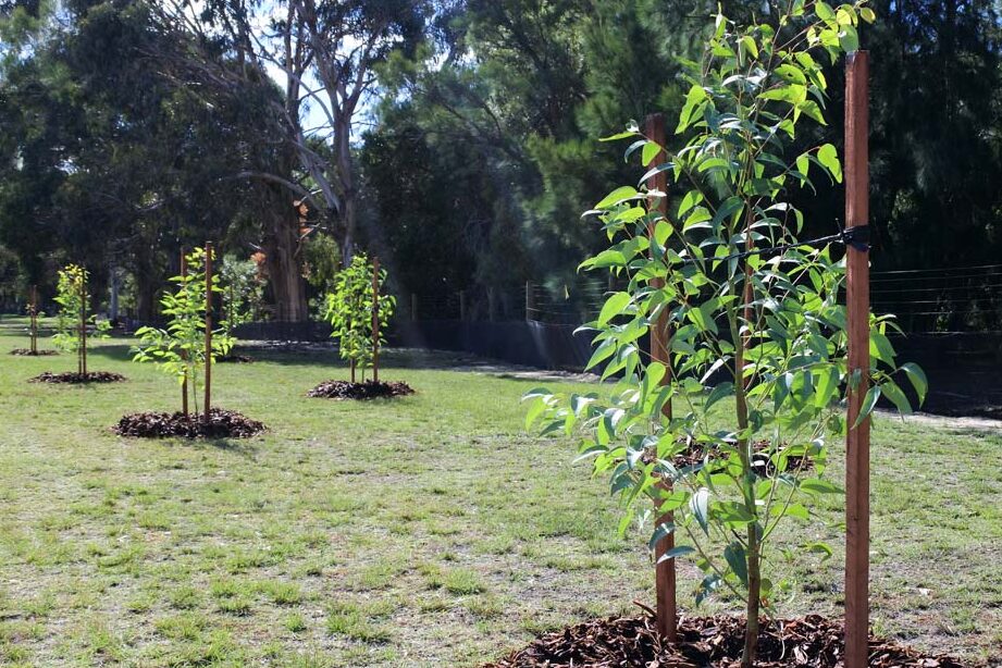All About Certificate III in Arboriculture: Training & Career Scope