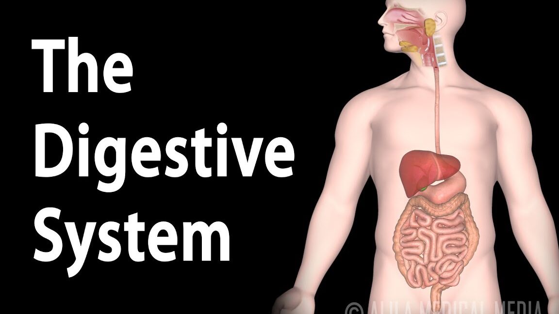 Boost Digestion: Muscles Contracting to Break Down Food