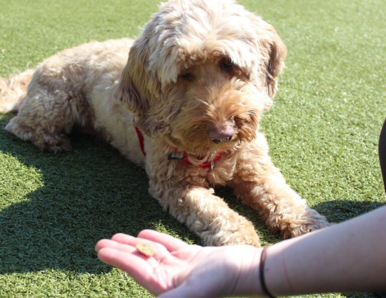 Complete Guide to Dog Training Certificates in Australia