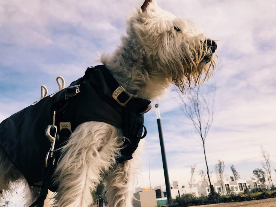 Essential Guide to Certificate 2 in Animal Care: Everything You Need to Know