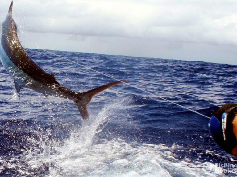 Essential Guide to Fishing License Requirements in Tasmania