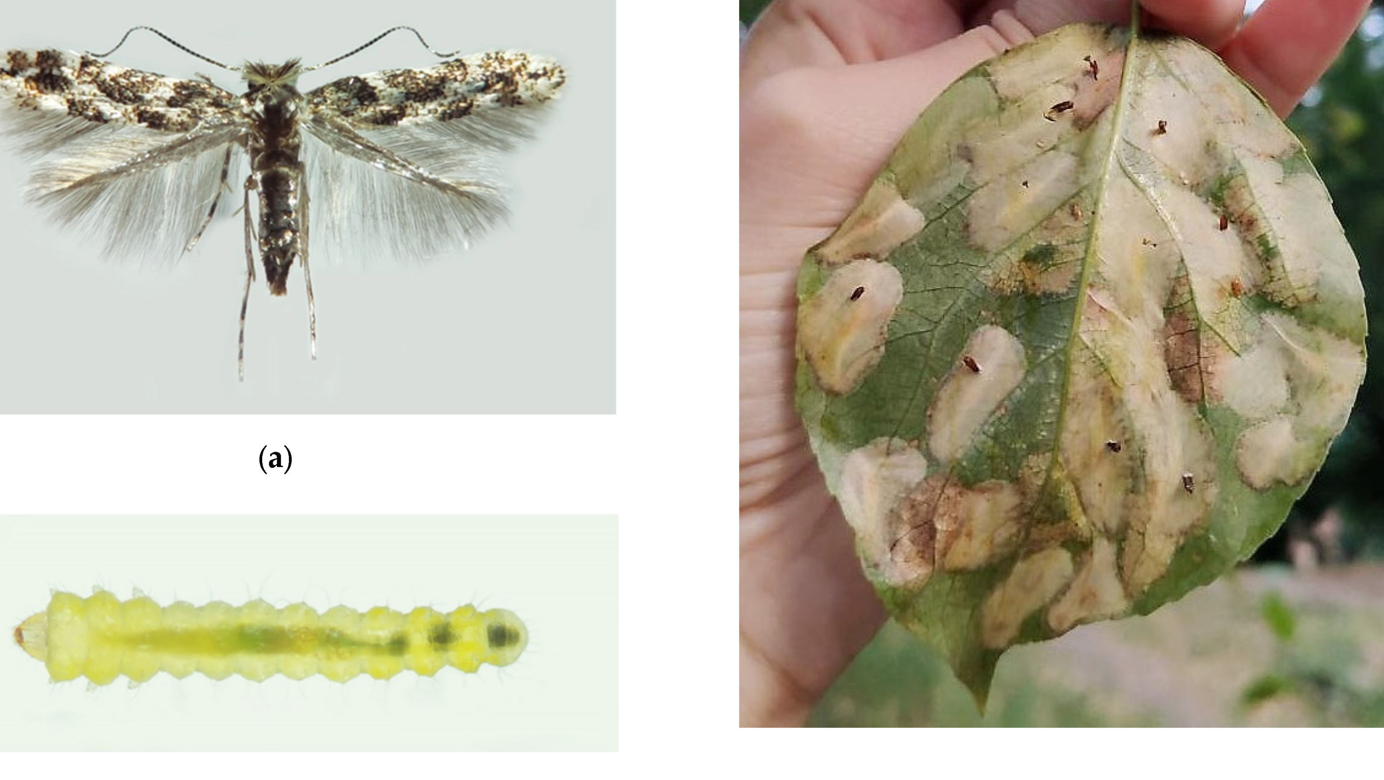 Essential Guide to Pest Control Licensing in Victoria