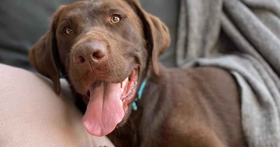 Essential Guide to Pet Certificates: Everything You Need to Know