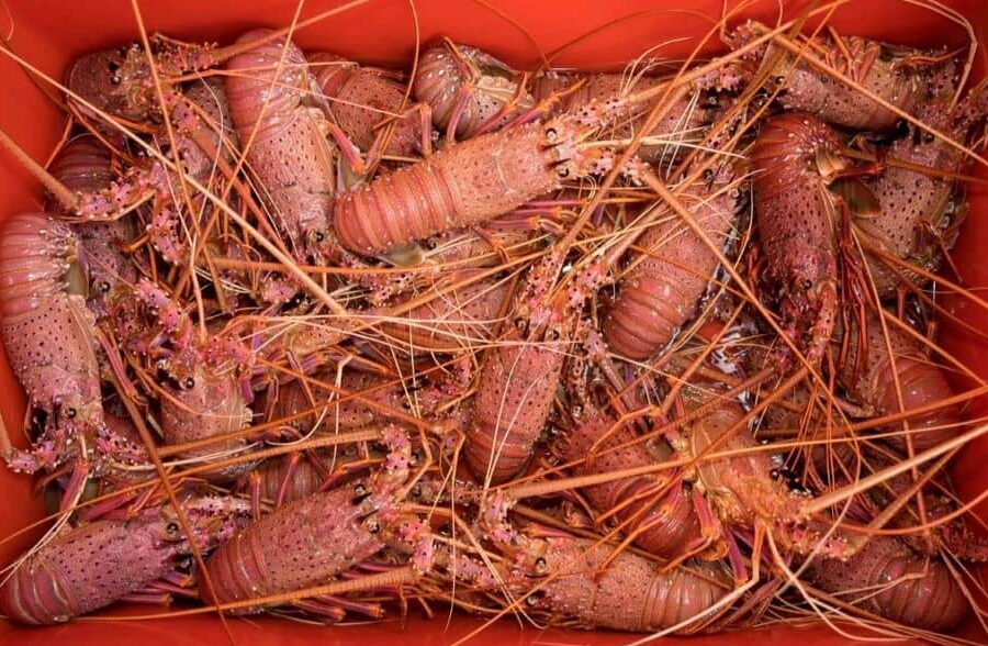 Everything You Need to Know About Crayfish Licenses