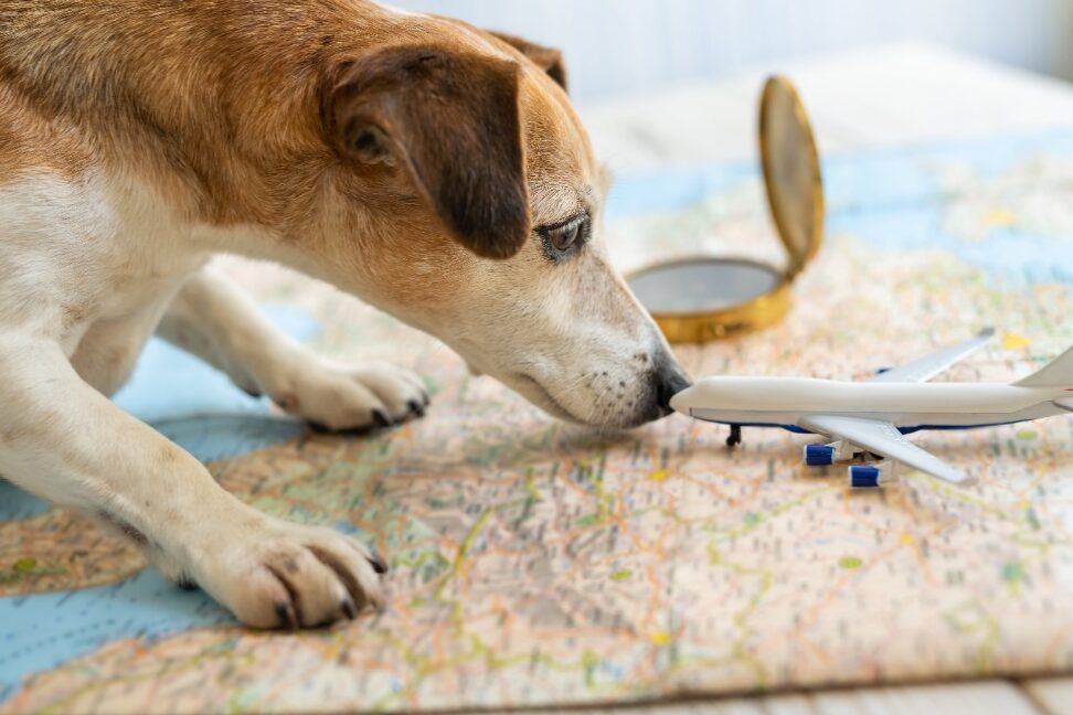 Flying with Your Dog? Get Your Fit to Fly Certificate in Australia