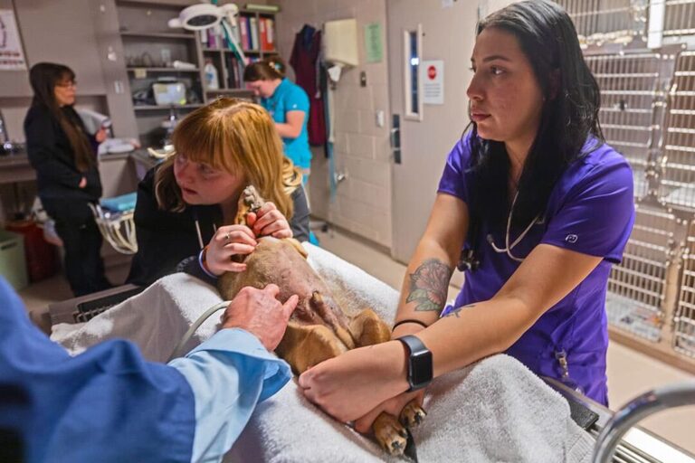 Get Ahead with Certificate 4 in Veterinary Nursing: A Complete Guide