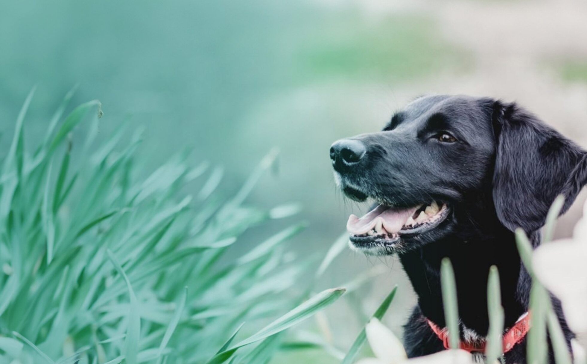 Guide to Therapy Dog Certification in Victoria: Everything You Need to Know