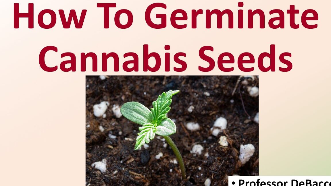 Guide to Weed and Seed Certificate: What You Need to Know