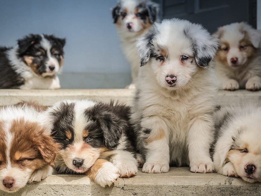 Master the Art of Companion Animal Care with Certificate IV