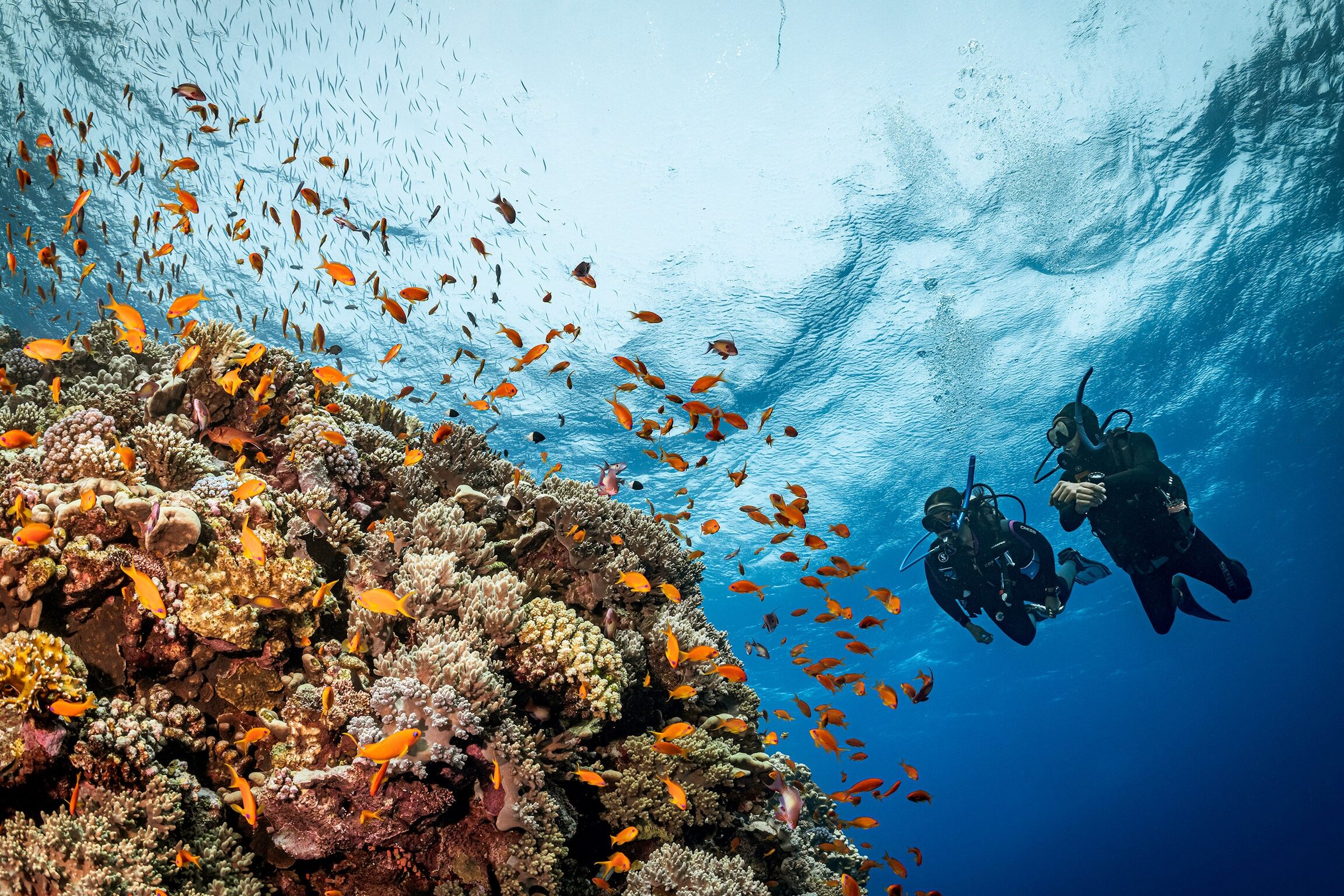 Master the Waves: Your Guide to Diving Certification
