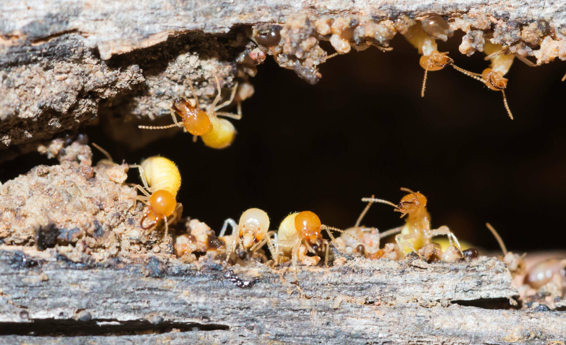 Protect Your Home: Understanding the Importance of a Termite Certificate