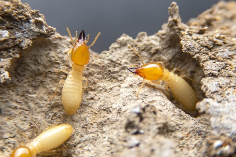 Understanding Termite Certificate of Compliance in NSW