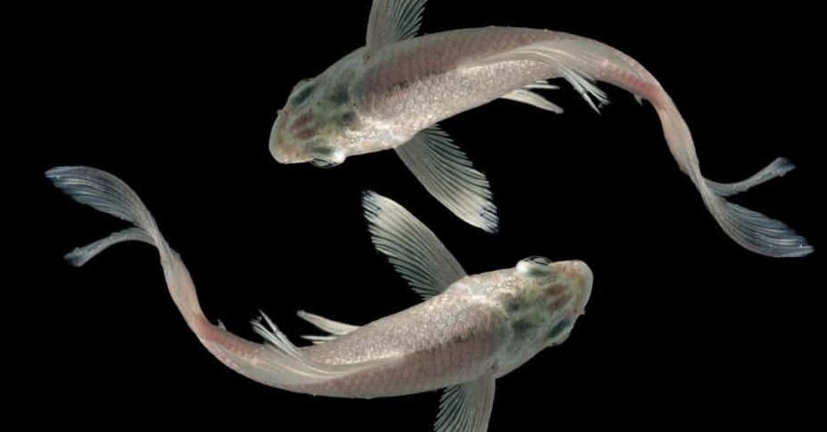 Understanding the Legal Requirements for Selling Koi Fish